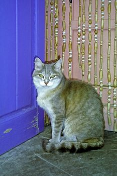 Housecat waits before a door. Hauskatze