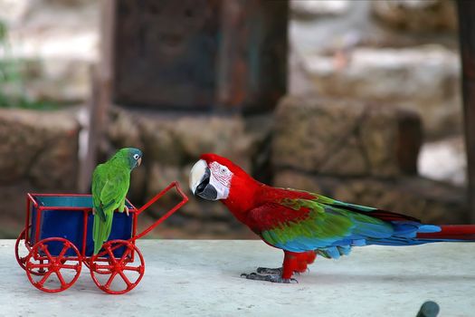 babysitting parrot background