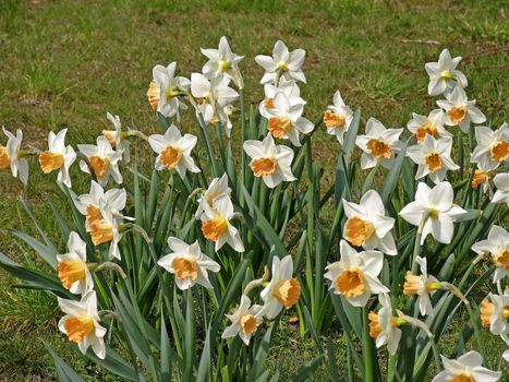 Narcissus, Osterglocke