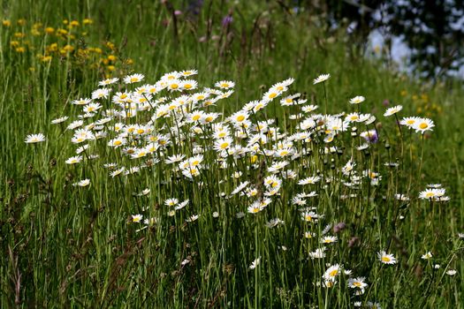 Field showing a lot of marguerite flowers