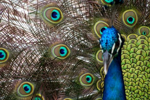 Close view of a colorful male peacock displaying