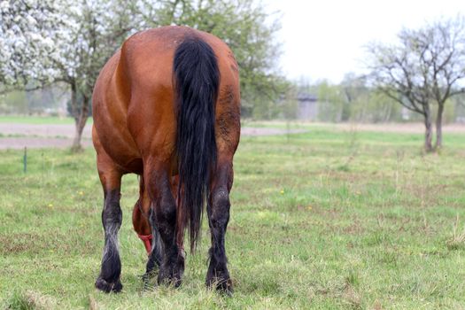 big horse standing in a field