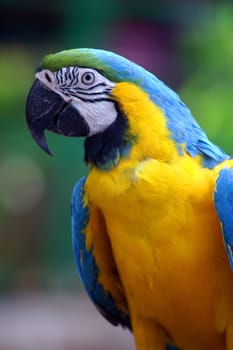 colorful parrot background