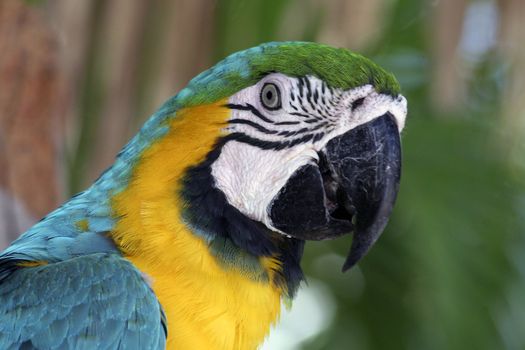 Portrait of a colorful Macaw