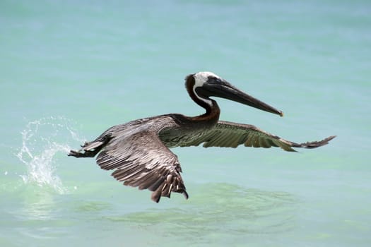 Pelican just starting to fly out of the water