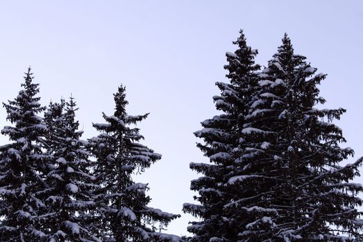 Group of pine trees coverd with snow