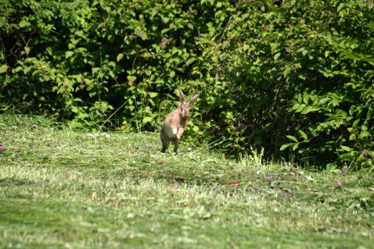 Young rabbit looking like a easter rabbit jumping around in the grass