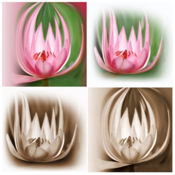 abstract water lily design