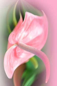 abstract lily background in pink and green