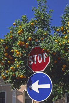 Orange tree in Diano Marina, Liguria, Italy