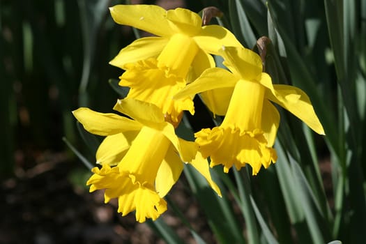 Close view of a group of colorful daffodils