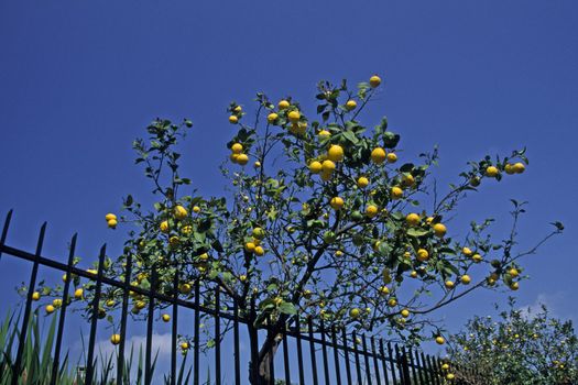 Lemon tree in Diano Marina, Liguria, Italy. Ligurien, Diano Castello, Zitronenbaum