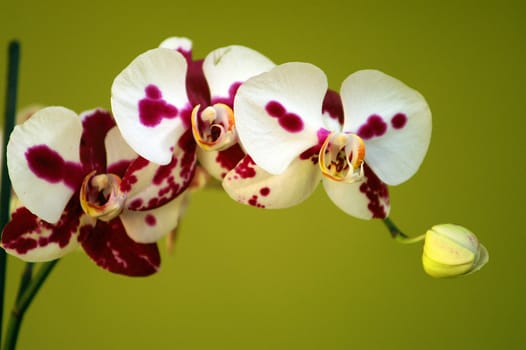 toger orchid background