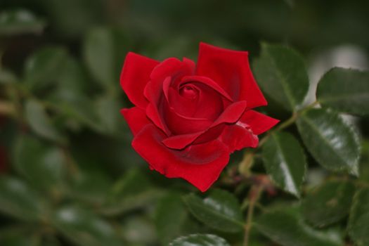 Close view of a beautiful red rose