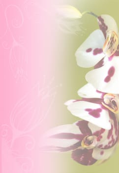 abstract orchid background