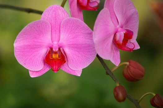 beautiful tropical orchid background