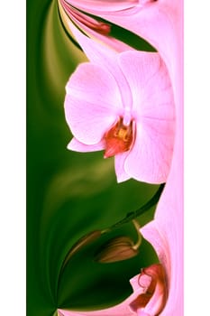 colorful abstract orchid design