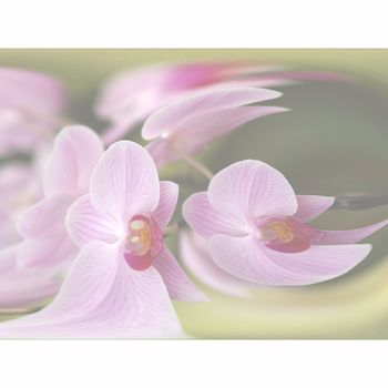 pastel orchid abstract background