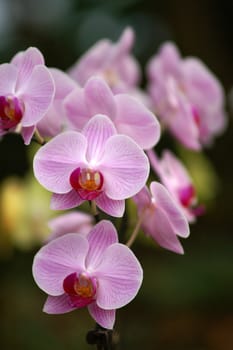 beautiful orchid background