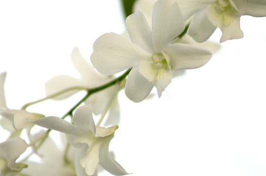 beautiful white orchid background