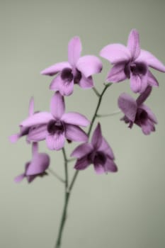 retro style orchid background