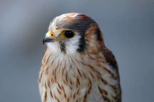 Portrait of a young falcon