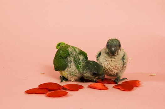 two new born green parrots