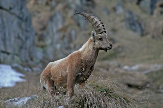 Young capra ibex standing and looking around