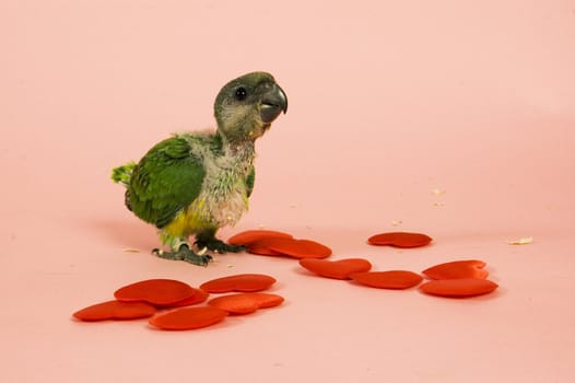 young baby parrot in love

