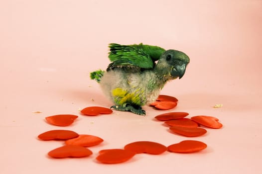 young green baby parrot