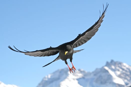 Close view of a black daw flying straight to you