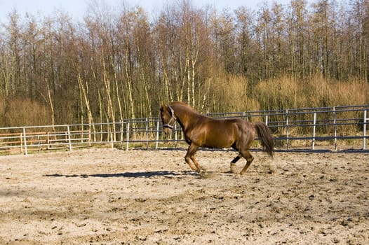 brown running horse