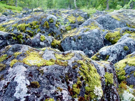 boulders covered in moss                               