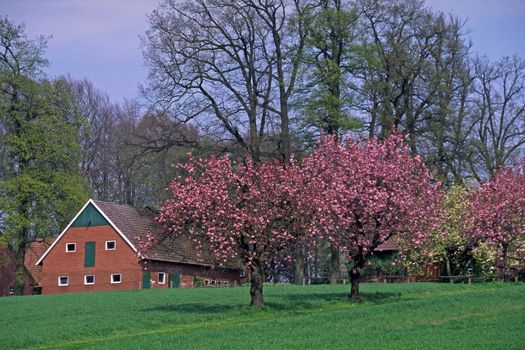Timbered house in Holperdorp in spring with cherry trees, Tecklenburger Land, North Rhine-Westphalia, Germany.