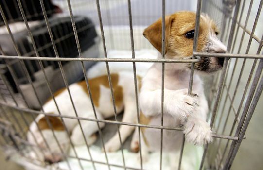 puppy looks through his cage awaiting adoption