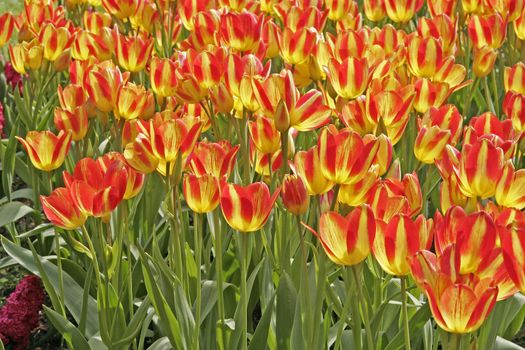 Tulipa 'Florette', Einfache Späte Tulpe