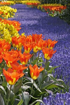 Tulipa 'World Legend', Darwin-Hybrid-Tulpe