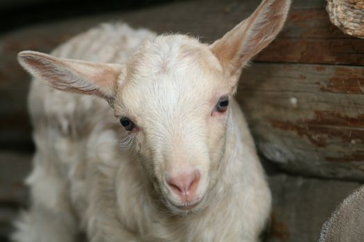 Young white goat looking curiously