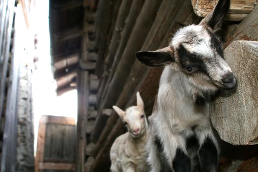 Two young goats climbing on a stable