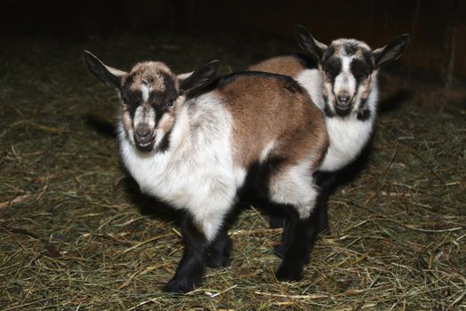 Two young goat babies staying close together