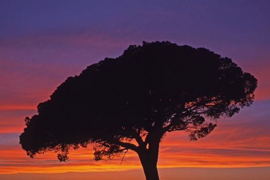 Pine near Aigues-Mortes, Camargue, Provence, South France. Pinie bei Aigues-Mortes, Camargue, Provence, Baum mit Abendhimmel, Abendstimmung