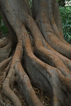 Tree roots. Baumwurzeln