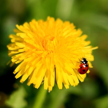 Colorful ladybug crawling on a yellow dandelion