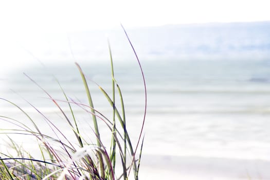 tall grass on the sand dunes in kerry ireland