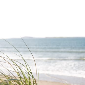 tall grass on the sand dunes in kerry ireland