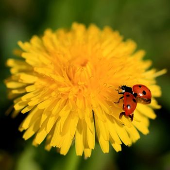 Colorful ladybug with open wings on a yellow dandelion