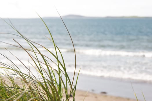 tall grass on the sand dunes in kerry ireland