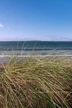 tall grass on the sand dunes in kerry ireland