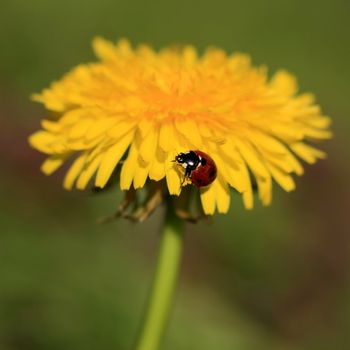 Colorful ladybug crawling on a yellow dandelion