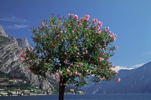 Nerium oleander, Oleander at the Lake of Garda, Limone, Italy. Nerium oleander, Oleanderbaum am Gardasee, Limone